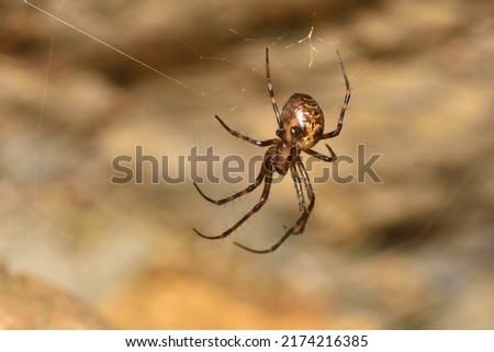 Closeup picture of the giant European cave spider Meta menardi (Araneae: Tetragnathidae), an orbweaver photographed in its web in a karst cave in the Swabian Alb. 