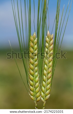 Double ears of the yellowish-green barley (Hordeum vulgare) before harvesting. 