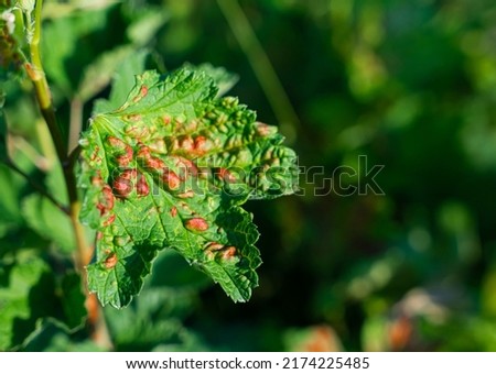 Leaf of a red currant of the amazed sheet plant louses. High quality photo