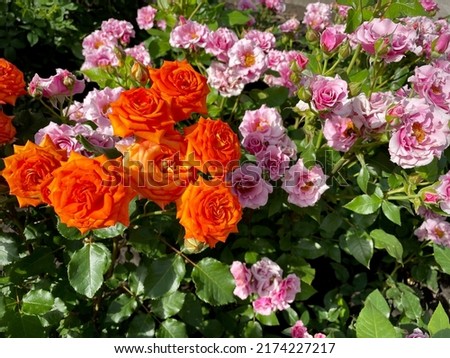 close-up of fresh blooming roses in the garden. sunny summer day. growing flowering shrubs. Royalty-Free Stock Photo #2174227217