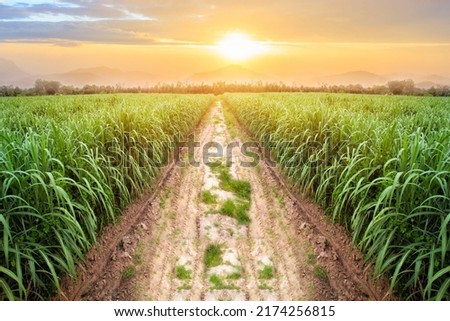 Sugarcane field at sunset. sugarcane is a grass of poaceae family. it taste sweet and good for health. Well known as tebu in malaysia Royalty-Free Stock Photo #2174256815