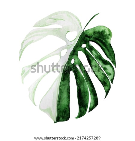 Monstera leaf vector imitation watercolor. Template for decorating designs and illustrations.