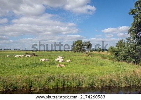 Beige-colored cows are quietly ruminating in the meadow. The photo was taken at the beginning of summer in the Alblasserwaard region in the Dutch province of South Holland. Royalty-Free Stock Photo #2174260583