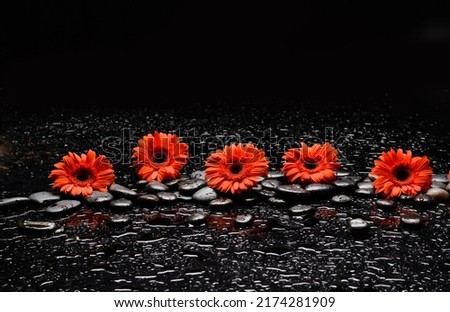 Still life of with 
Red gerbera,flower , and zen black stones on wet background

