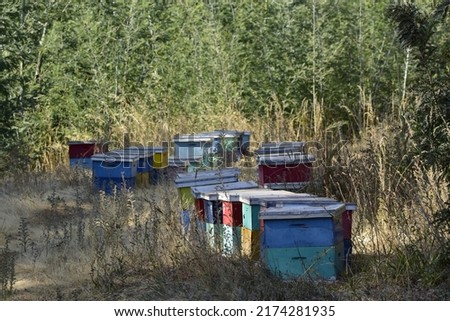 picture work of production of natural honey from bees. colored boxes in a rural landscape on a sunny day with natural light