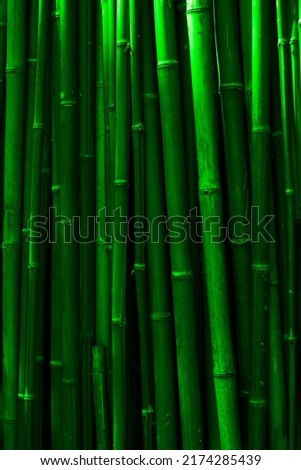 green stems of bamboo backdrop.  Natural background.