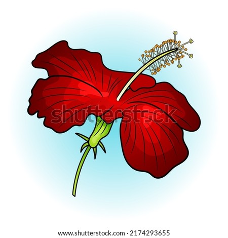 Vector illustration of tropical plant red Hibiscus flower. Suitable for illlustration about flora.