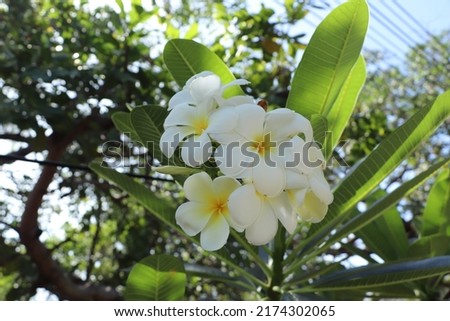 beautiful white frangipani flower with their leave background