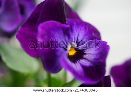 purple and yellow dogface pansy Royalty-Free Stock Photo #2174303945