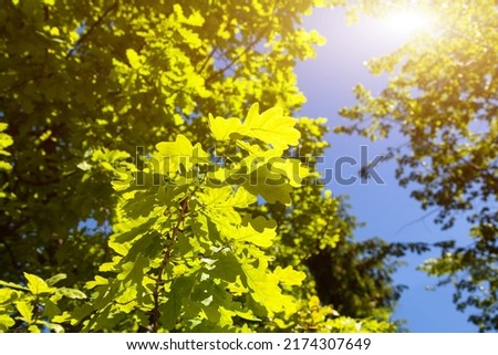 Beautiful glow of leaves against the background of the summer sun. Summer background.