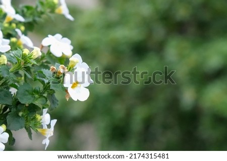 Recording white flowers in the left part of the image