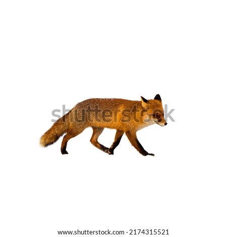 Red fox walking isolated on white