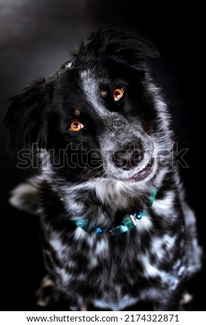 Shelter dog posing for a photoshoot 