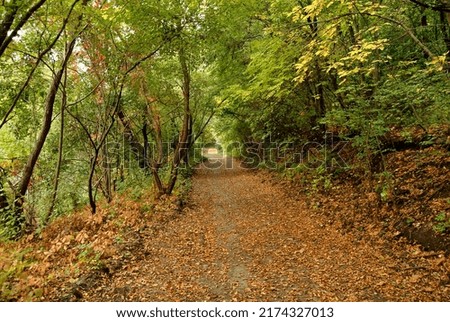 dirt road nature autumn trees