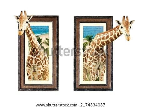 Two giraffes in wooden frames with 3d effect. Isolated on white background