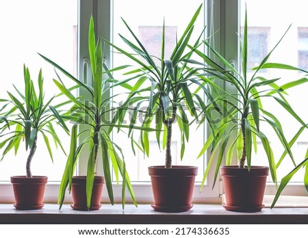 Four dracanea marginata indoor plants in flowerpots on window sill Royalty-Free Stock Photo #2174336635