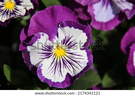 Purple and Yellow Pansy flowers in nature close up, macro