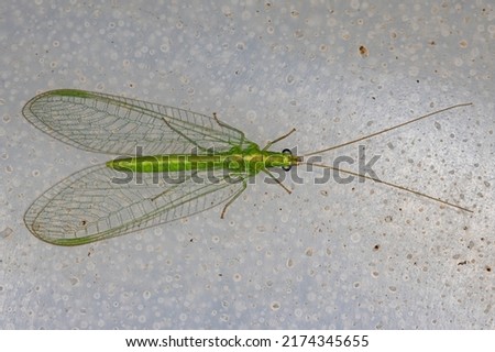 Adult Typical Green Lacewing of the Genus Ceraeochrysa Royalty-Free Stock Photo #2174345655