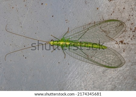 Adult Typical Green Lacewing of the Genus Ceraeochrysa Royalty-Free Stock Photo #2174345681