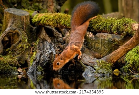 Squirrel drinks some water. Sqirrel in nature