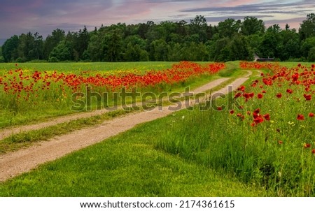 Red poppies bloom at the edges of the country road