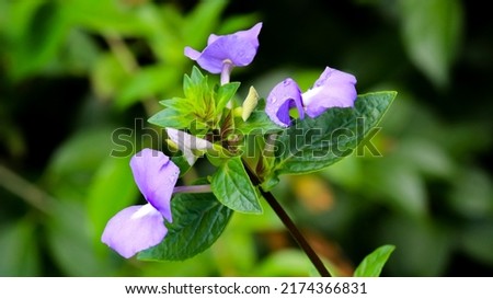 Purple flowers have two smooth petals with leaf buds located on the leaf stem on the blurred background
