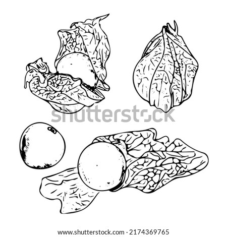 Physalis berry and leaves for label
