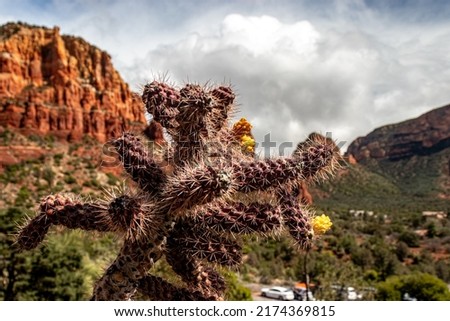 Thorns and flowers on the foothills of the giant red mountains, AZ, USA