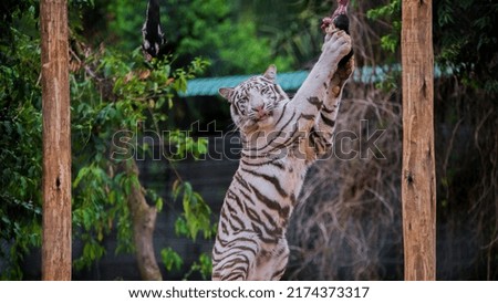 white tiger standing to eat meat