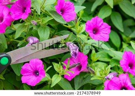 Pruning Petunia plant with wilting flowers. Deadheading, plant care and flower gardening concept. Royalty-Free Stock Photo #2174378949