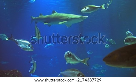 under water 4k shoot Sea ecosystem coral reefs large school of fish on a blue background sea floor with sand rocks and a lot fish in background