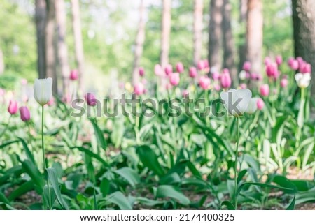 Beautiful colorful white tulip background photo