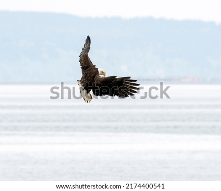 Bald Eagle landing. The  sweeping graceful soft descent of a bald eagle, wings open, head sideways on, coming in to land on a beach. Light and sunny background of land and water framing the eagle