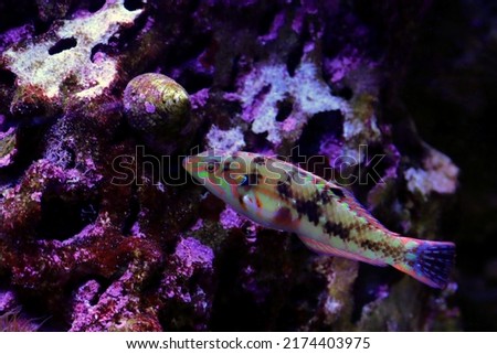 Nebulous wrasse fish - Halichoeres nebulosus