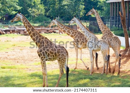 Giraffes, herds of giraffes. The four giraffes stand in the sun under a tree in their shelter.