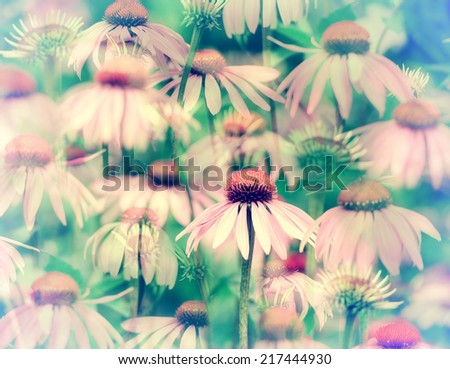An abstract overlay of multiple photos of coneflowers  in a slide sandwich creating a  kaleidoscope like effect.  One coneflower in the foreground is in focus.  Filtered for a retro, vintage look. 