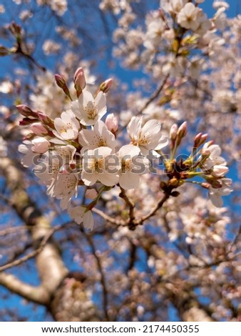 Cherry Blossom in New Zealand