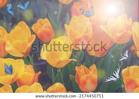 Spring blossoming yellow tulips, bokeh flower background, pastel and soft floral card, selective focus, toned