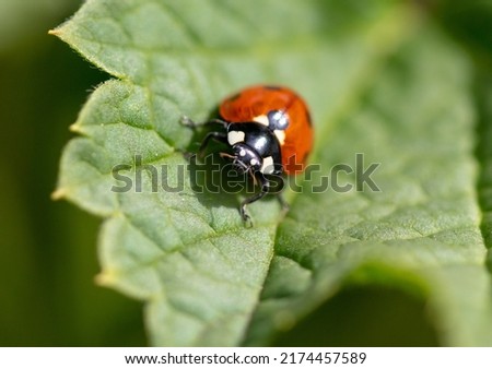 Ladybug on a green leaf in nature. Close-up