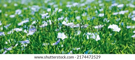 Beautiful blooming flax plants in field on sunny day. Banner design