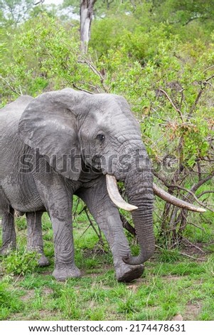 Male Elephant with big tusks walks through the Grasslands of the Kruger Park, South Africa Royalty-Free Stock Photo #2174478631