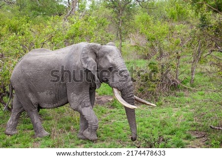 Male Elephant with big tusks walks through the Grasslands of the Kruger Park, South Africa Royalty-Free Stock Photo #2174478633