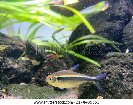 aquarium tank fish black neon tetra (Hyphessobrycon herbertaxelrodi)