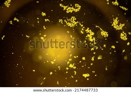 A yellow effervescent tablet dissolves in a glass of water on a black background, a nutritional supplement of vitamins.Close-up,top view.