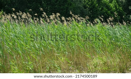 Long green grass on wind 