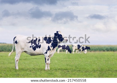 Holstein-Frisian calf in a green Dutch meadow with grazing cattle on the background.  Royalty-Free Stock Photo #217450558