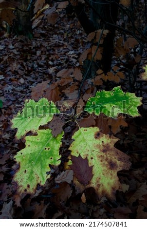 Autumn leaves. Autumn leaves in a semi-dark forest – oak twig.