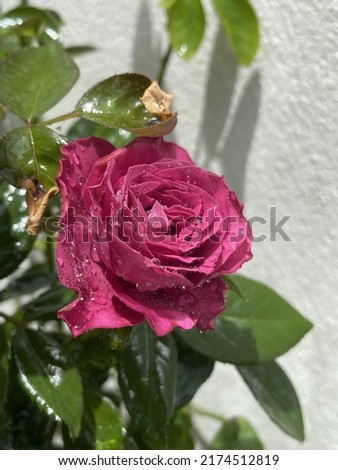 The Prince is an English rose with an upright, bushy form and mat, dark green leaves. In late spring, early summer it has fragrant, deep red, double blooms that will repeat.