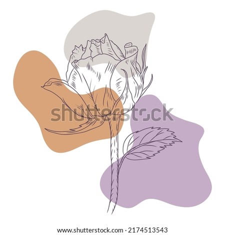 Sketch of a rose on an abstract background. Flower and spots. Simple style. Design for the interior. Stock vector illustration 