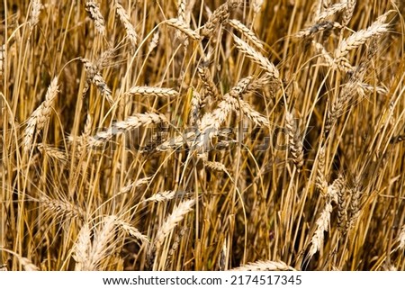 Kharkiv, Ukraine. Rye field. Ripe grain spikelets. Cover crop and a forage crop. Blue sky background. Agricultural concept. Gramineae. High quality photo